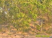 Nu1010#Voyeur video from nude beach